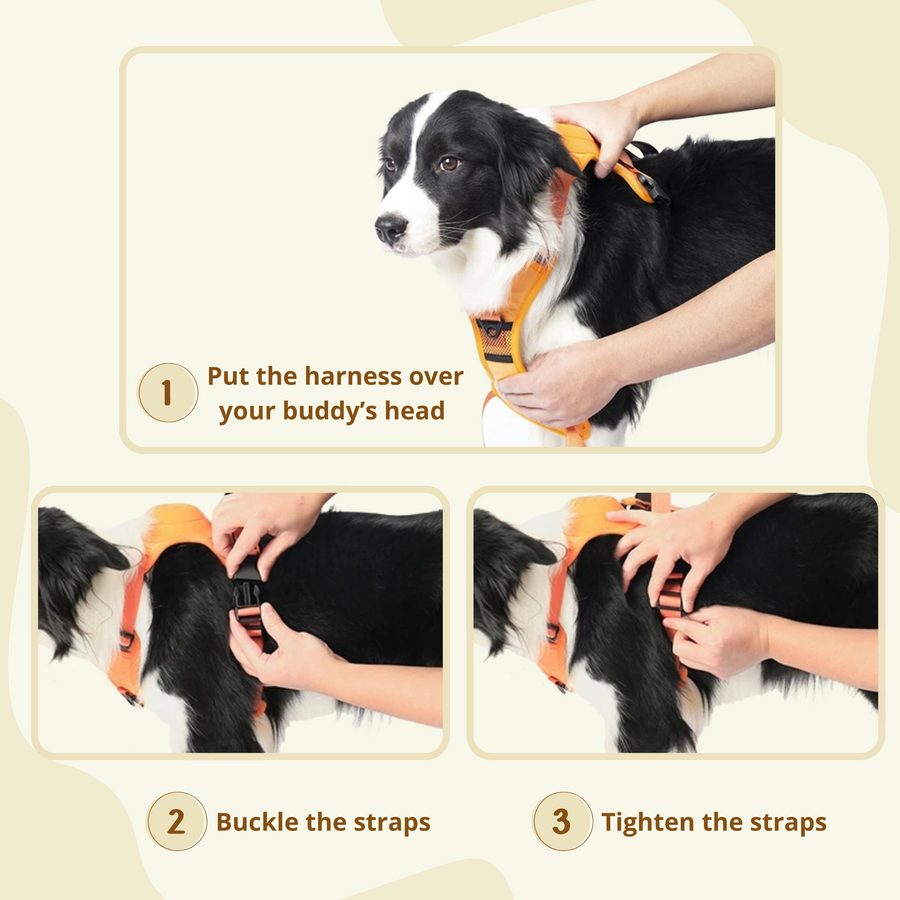 Step-by-step guide to putting on a dog harness, featuring a black and white dog.