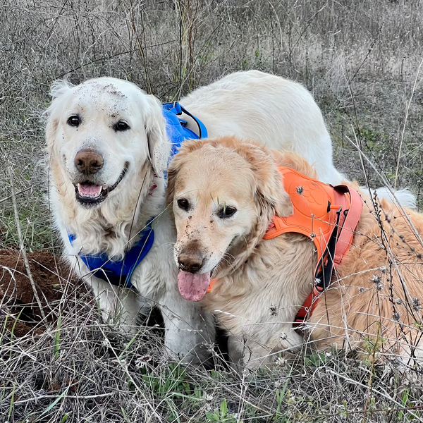 Two Golden Retrievers wearing harnesses, one blue and one orange, standing together in a grassy field. Both dogs appear happy and slightly muddy, with their tongues out and expressions of contentment.